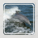 Recherche de de dauphin invitations Nautique