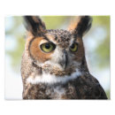 Recherche de hibou à cornes posters Photographie