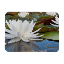 Recherche de aquatique magnets Environnement