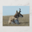 Recherche de antilopes cartes postales Pronghorn