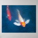 Search for koi fish posters Swimming