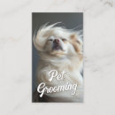 Recherche de chihuahua cartes visite Chaise