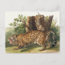 Search for felis postcards Jaguar