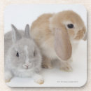 Search for dwarf coasters Cute