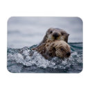 Recherche de loutres magnets Vie marine