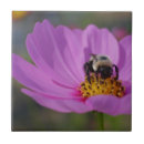 Recherche de cosmos carreaux Rose
