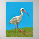Recherche de ibis posters Faune