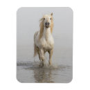Recherche de cheval camargue magnets Ranch