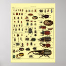Search for insect art Beetles