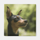 Search for pinscher magnets Animal