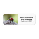 Search for lady bug return address labels Ladybird