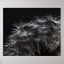 Search for dandelion posters White