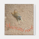 Search for meercat Wild