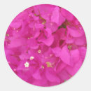 Search for bougainvillea stickers Mediterranean