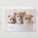 Search for corgi thank you cards Canine