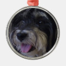 Search for maltipoo ornaments Dog