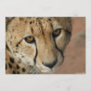 Recherche de jaguar animal invitations Faune