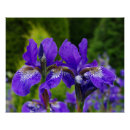Recherche de iris photographie Jardin