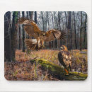 Search for tailed hawk electronics Nature