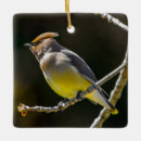 Search for wild ornaments Photograph