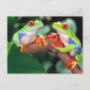 Search for red eye postcards Costa rica