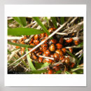 Recherche de coccinelles posters Photographie