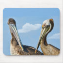 Recherche de pélican tapis souris Sauvage