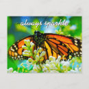Recherche de papillon de monarque cartes postales Fleur