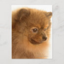 Search for high section Colour image