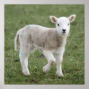 Search for lamb posters Sheep