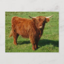 Search for highland cattle postcards Nature