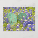 Search for texas bluebonnet postcards Travel