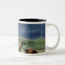 Search for arctos mugs National park