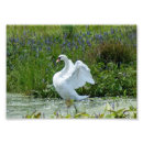 Recherche de cygnes photographie Nature