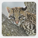 Search for captivity stickers Usa