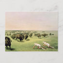 Search for native bison buffalo postcards Catlin