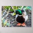 Recherche de canards sauvages posters Canard sauvage
