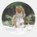 Search for red squirrel stickers Wild