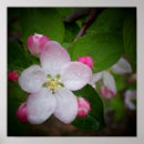 Search for green apple art Leaves