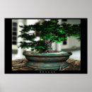 Search for bonsai posters Flowers
