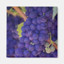 Search for viticulture magnets Vineyard
