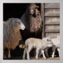 Search for sheep lamb posters Ewe