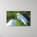 Search for common art Audubon
