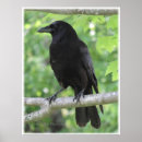 Search for corvids posters Crow