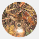 Search for white tail buck stickers Deer