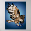 Search for hawk paintings posters Hawks