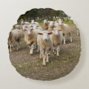 Recherche de moutons laineux Ewe