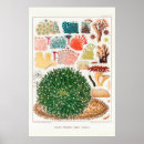 Search for great barrier reef posters Coral
