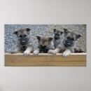 Search for loyal posters Cute