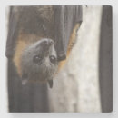 Recherche de guano Batte